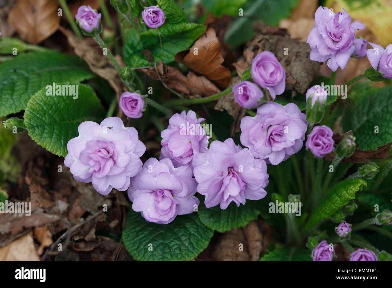 Primrose (Primula vulgaris Marie crousse) close up of double flower Stock Photo