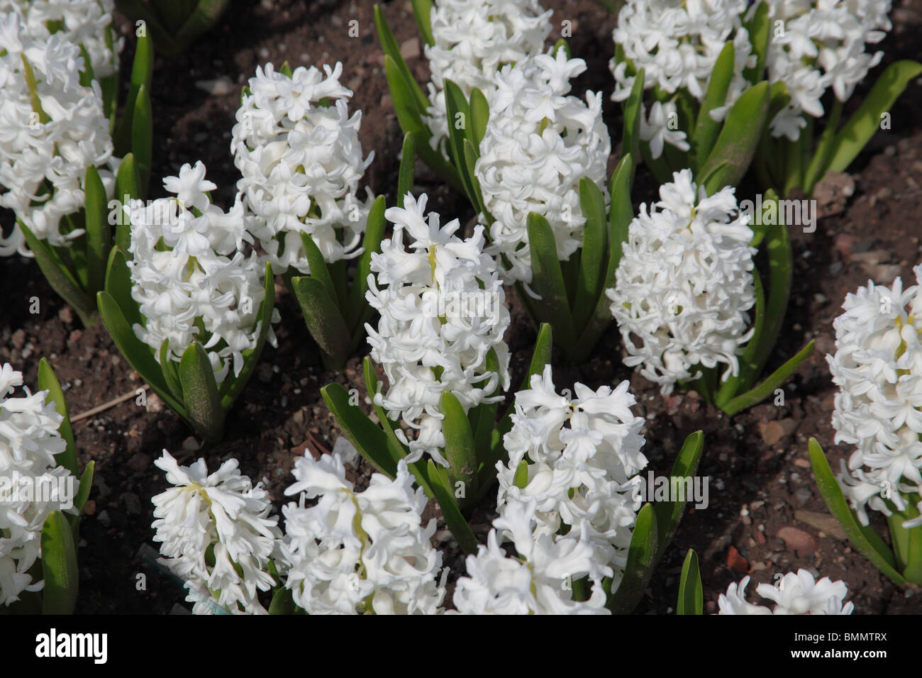 Hyacinthus Aiolos plants in flower Stock Photo