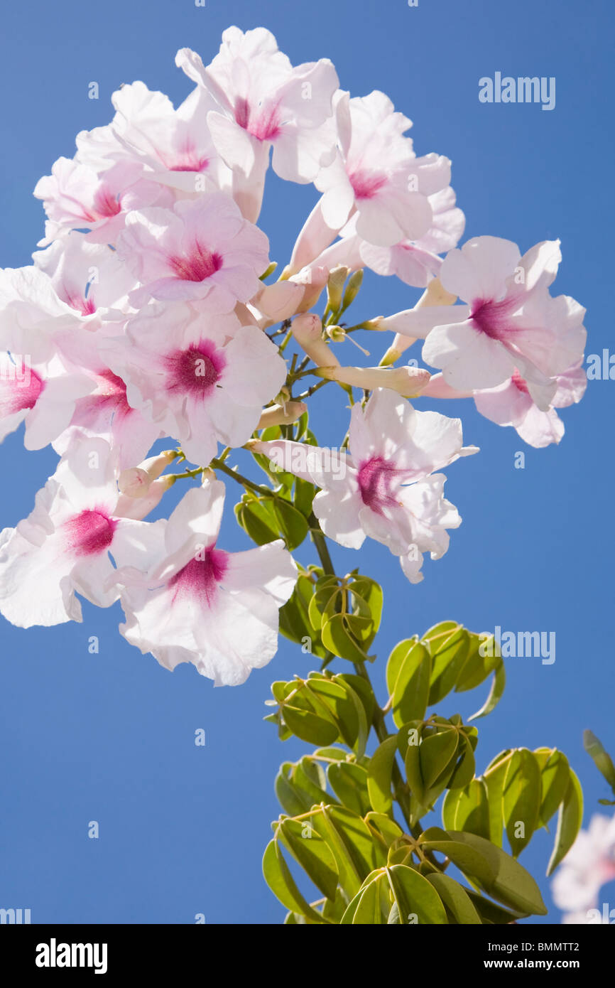 Pandorea jasminoides or the pandorea or bower vine Stock Photo