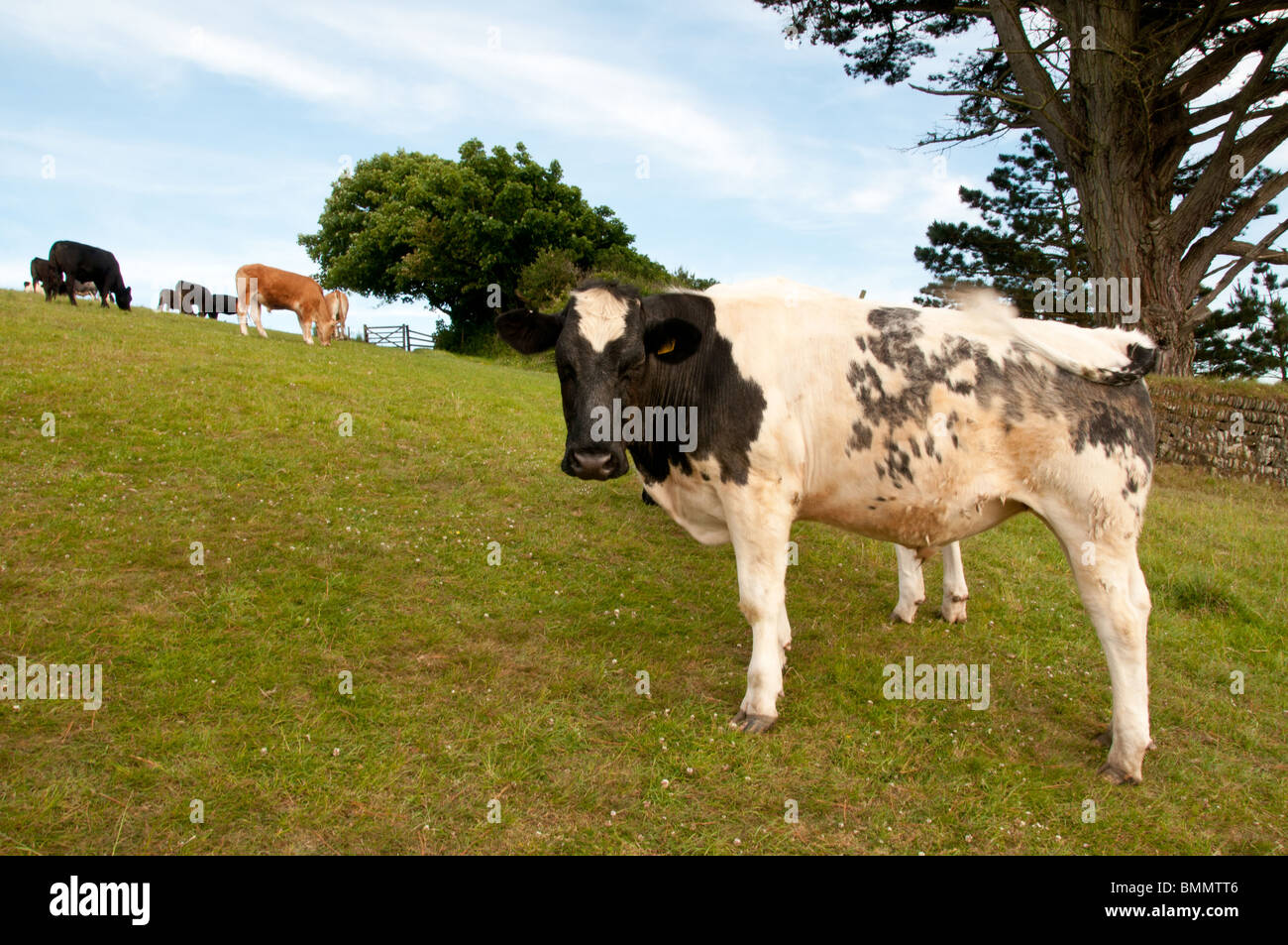 Cows field black white hi-res stock photography and images - Alamy
