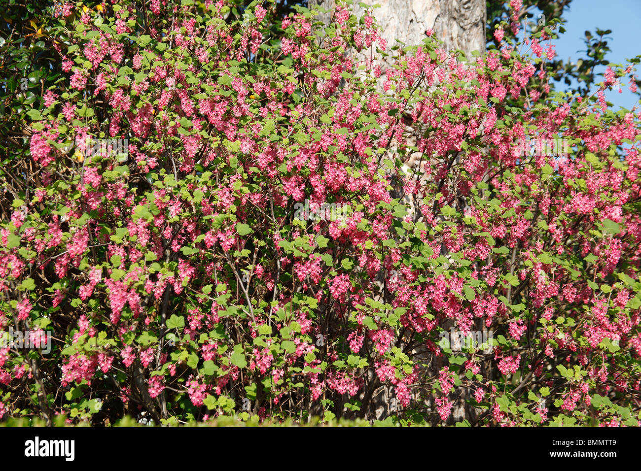 Flowering currant plants flowering in hedge Stock Photo