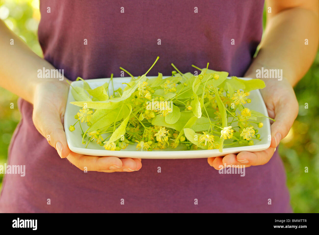 Collecting linden tree leaves Stock Photo Alamy