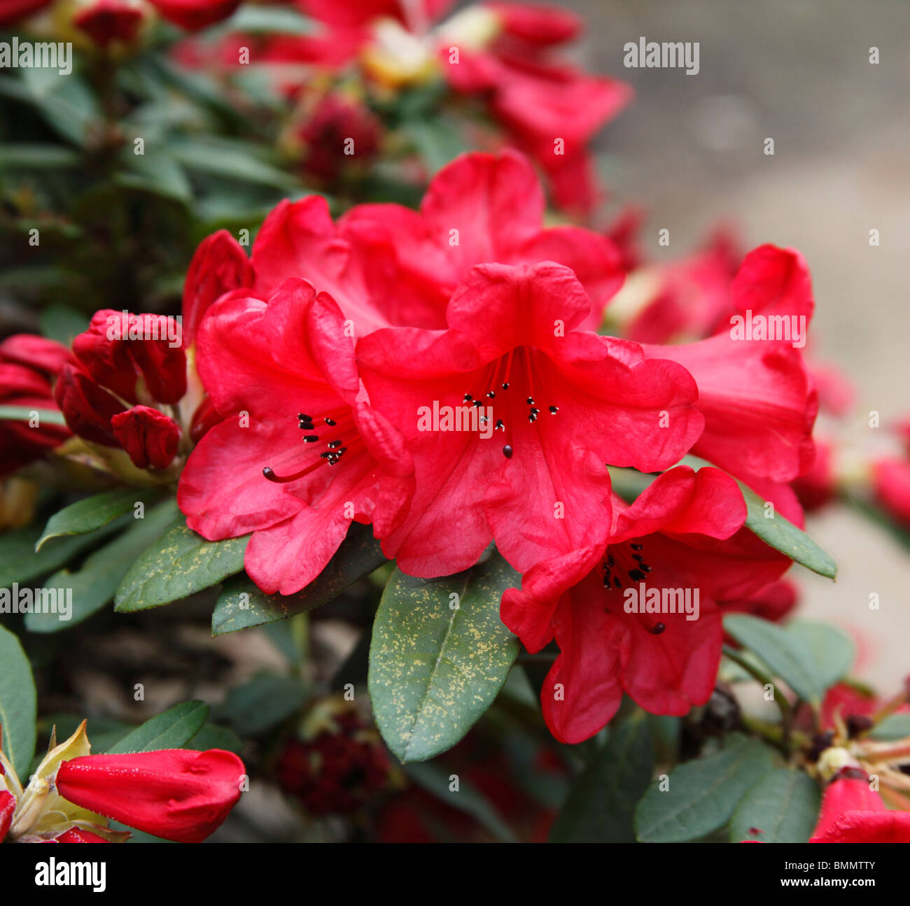 Rhododendron Elizabeth close up of flowers Stock Photo