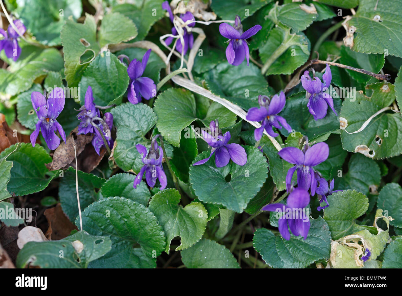 Sweet Violet (Viola odorata) close up of flowering plants Stock Photo Alamy