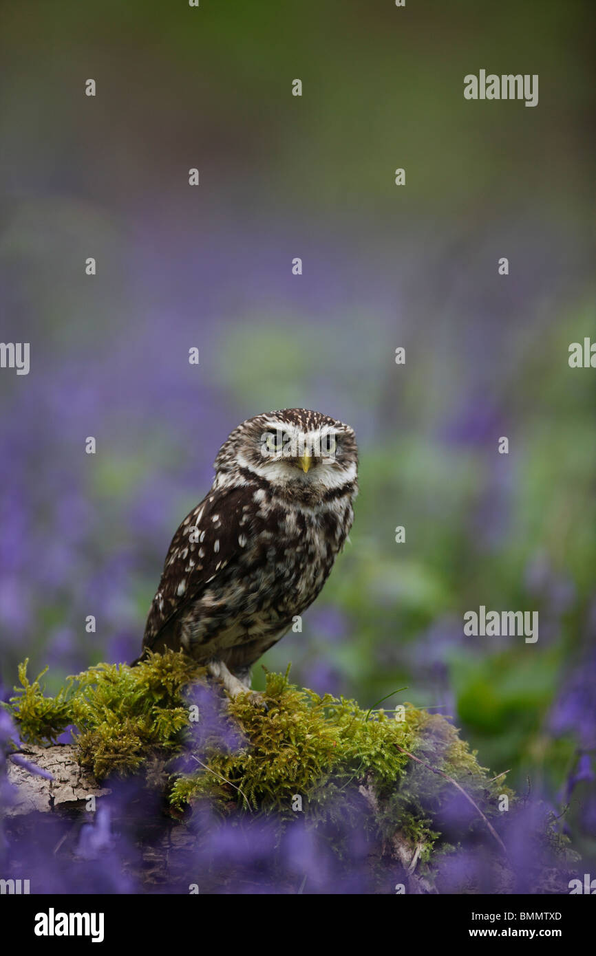Little owl (Athene noctua) perching amongst bluebells Stock Photo