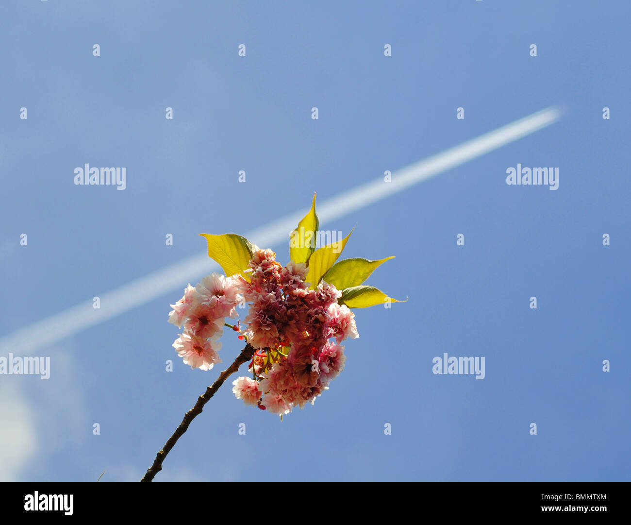 Vapor trail and pink apple blossom in Dorset, England Stock Photo