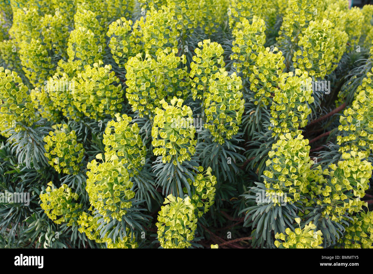 Euphorbia characias subsp (Wulfenii) plant in flower Stock Photo