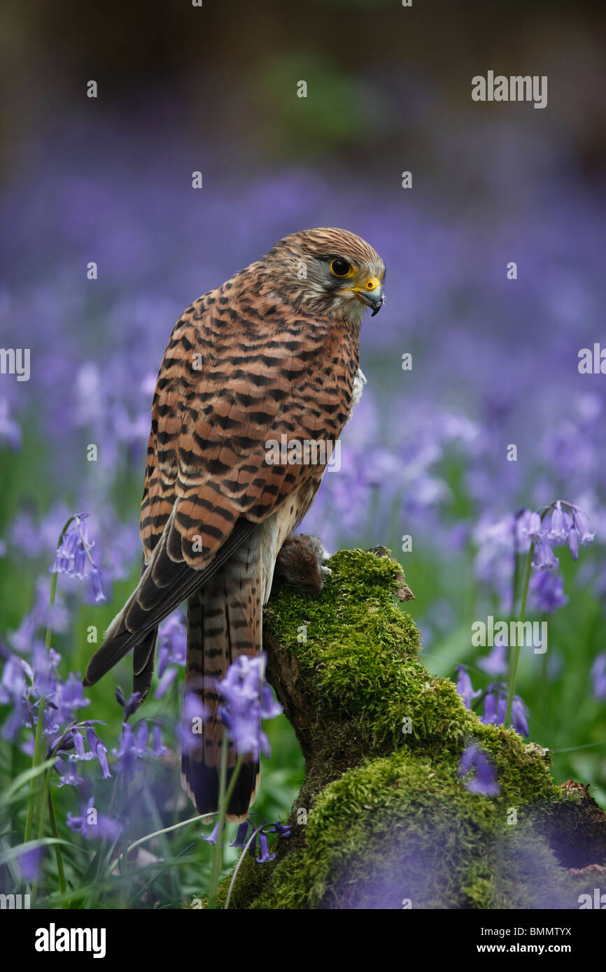 Kestrel (Falco tinnunculus) perching on stump in bluebells Stock Photo
