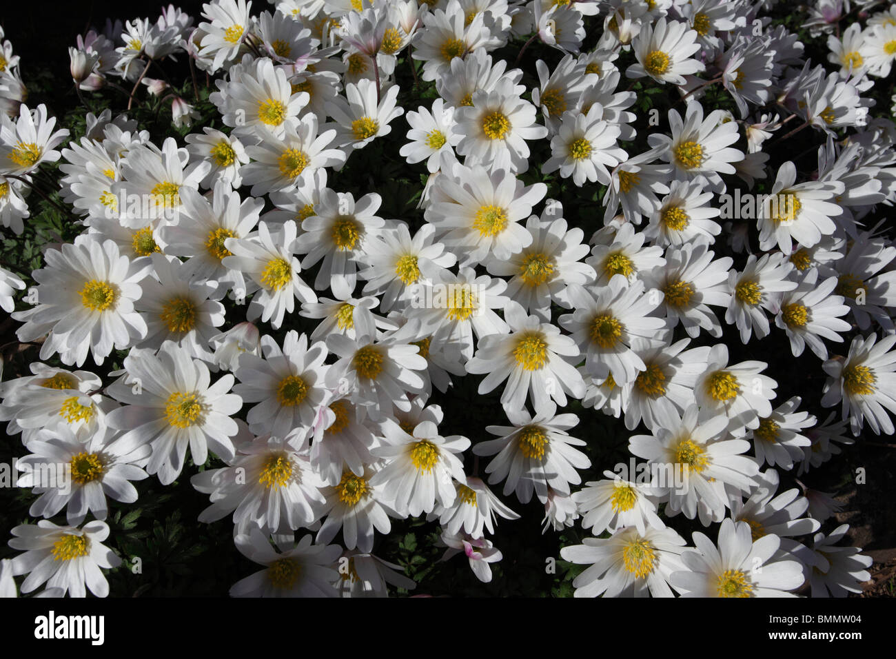 Windflower (Anemone blanda White splendour) plants in flower Stock Photo