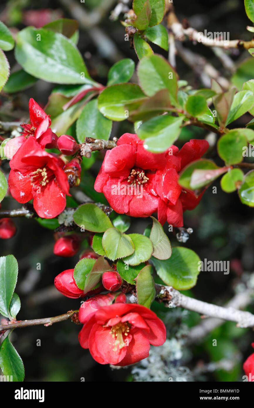 Flowering Quince (Chaenomeles x superba nicoline) close up of flowers Stock Photo