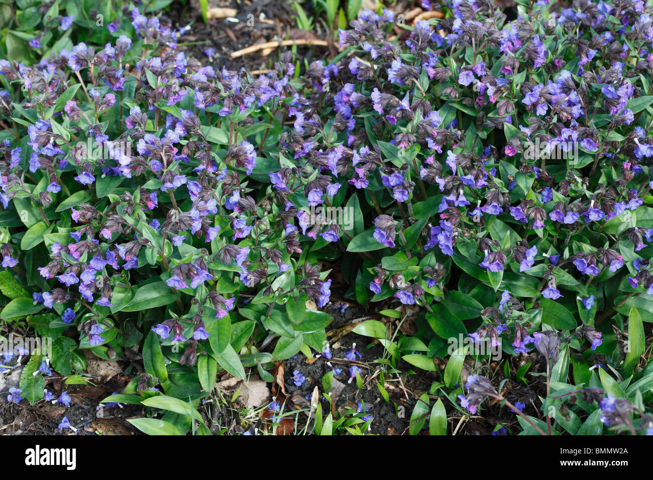 Blue cowslip (Pulmonaria angustifolia) plant in flowering early spring Stock Photo