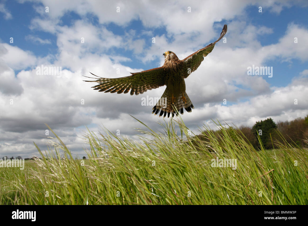 Kestrel (Falco tinnunculus) male taking off from grassland Stock Photo