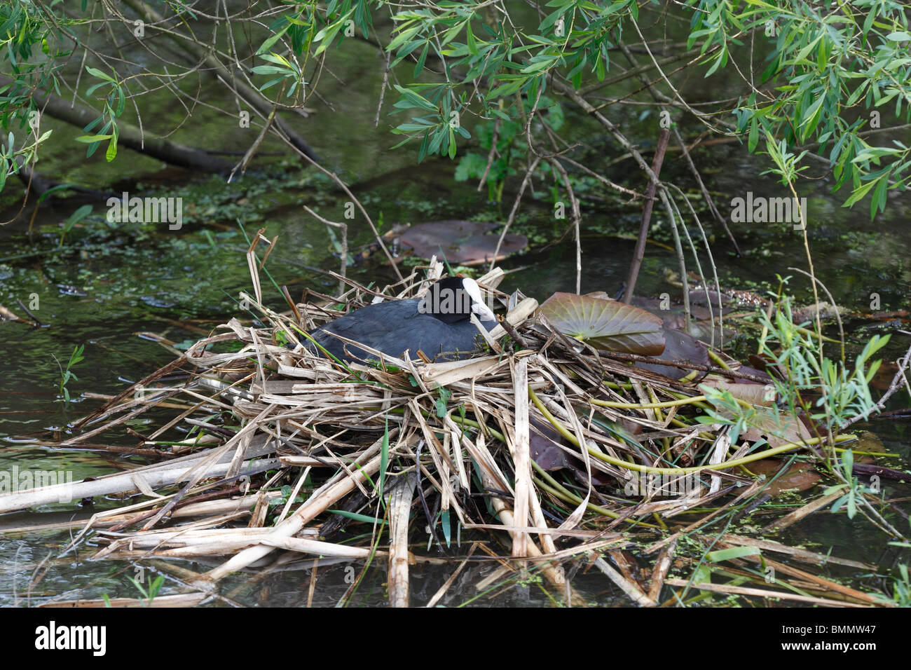 Coot (Fulica atra) female incubating eggs on nest Stock Photo