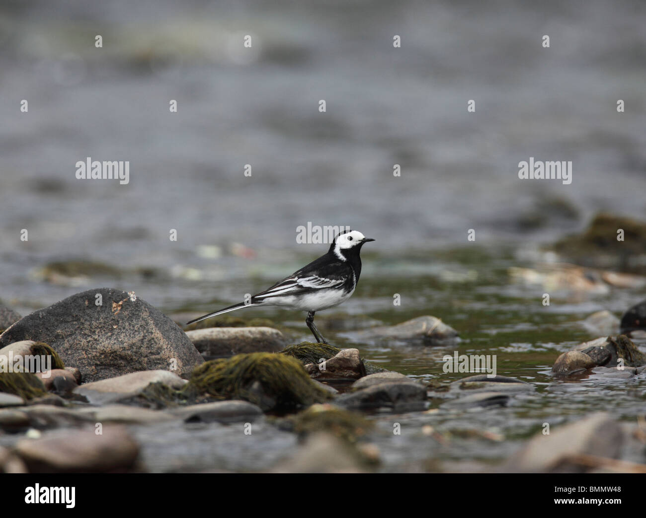 Pied wagtail (Motacilla alba) standing on stone at rivers edge Stock Photo