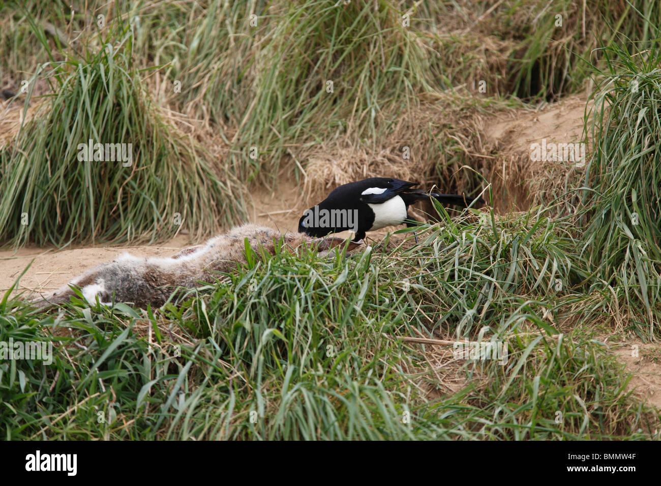 Magpie pica pica feeding hi-res stock photography and images - Alamy