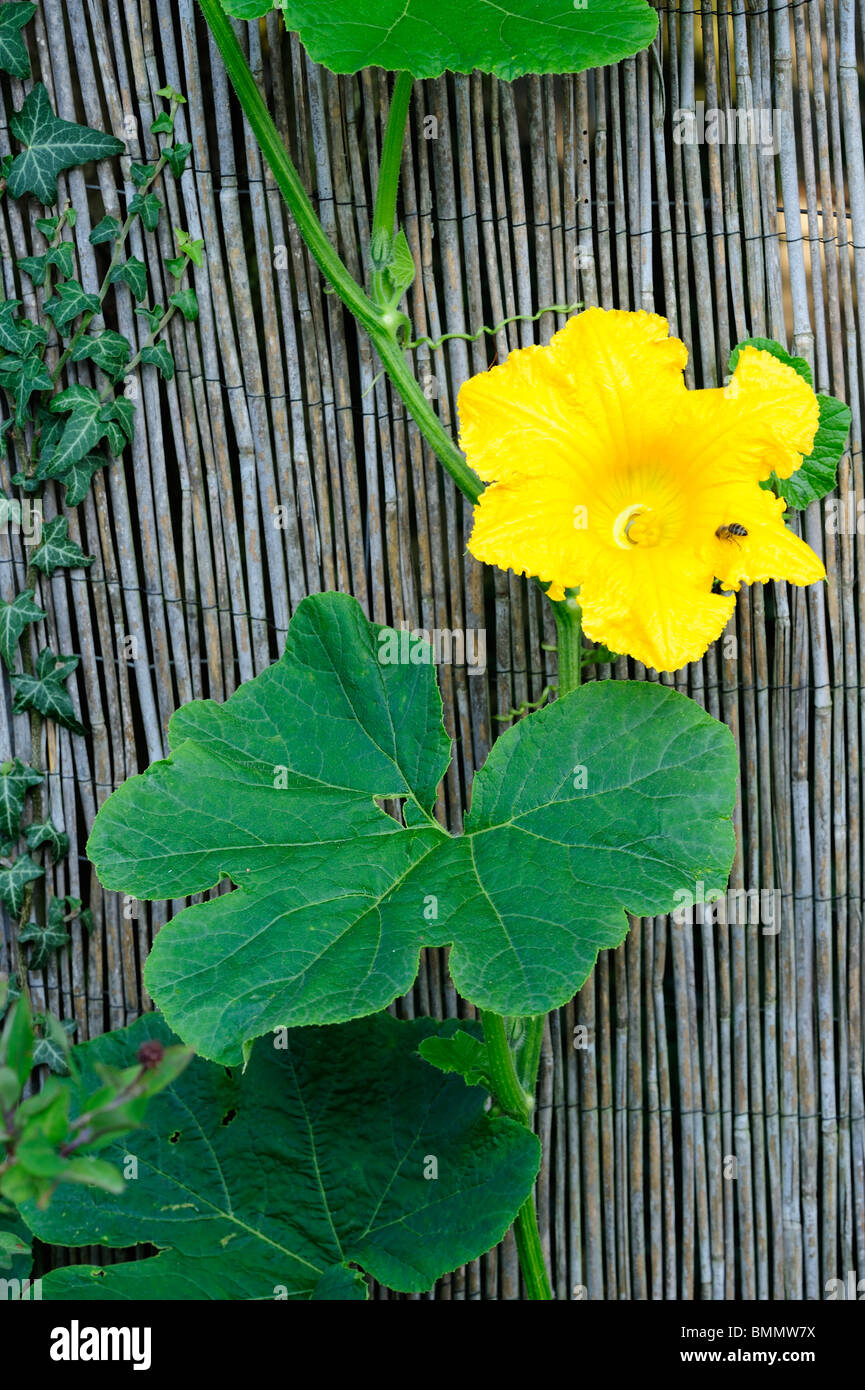 A yellow cucumber flower on a vine growing up a fence. A bee visiting the flower to fertilise it. Stock Photo