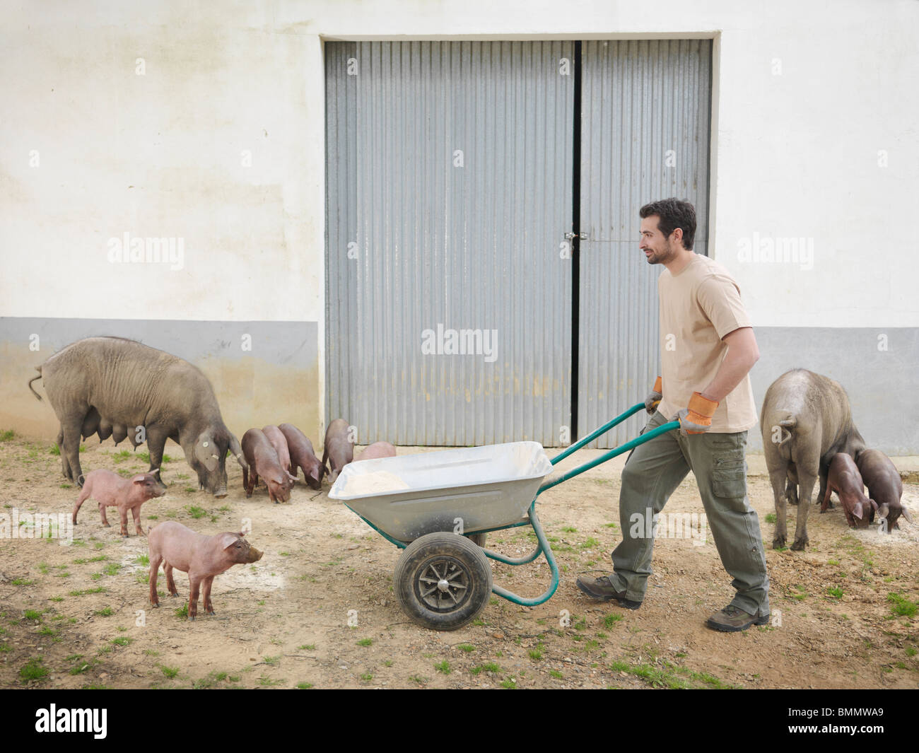 Man pushing a wheelbarrow with pigs Stock Photo