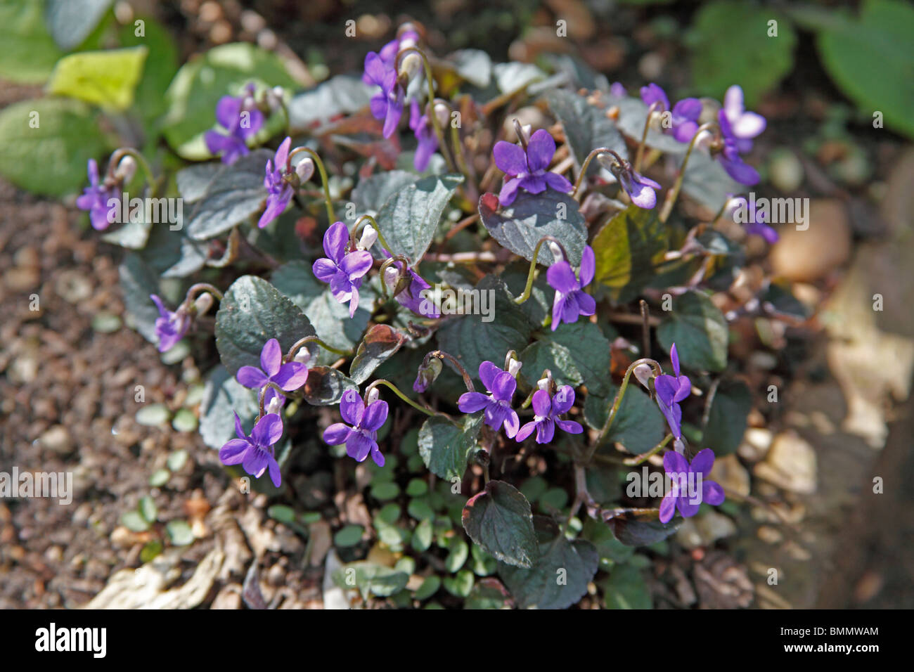 Dog violet (Viola riviniana) plants in flower Stock Photo Alamy