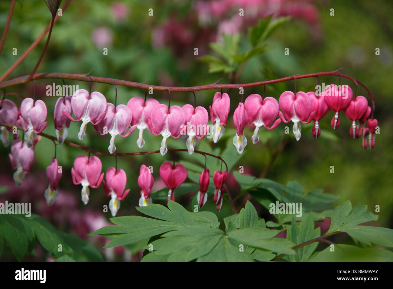 Bleeding heart (Dicentra spectabilis) close up of flowers Stock Photo