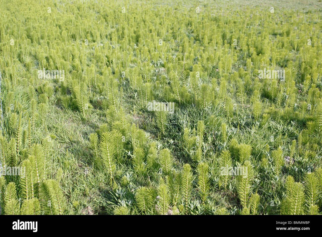 Marsh horsetail (Equisetum palustre) plants growing in marsh Stock