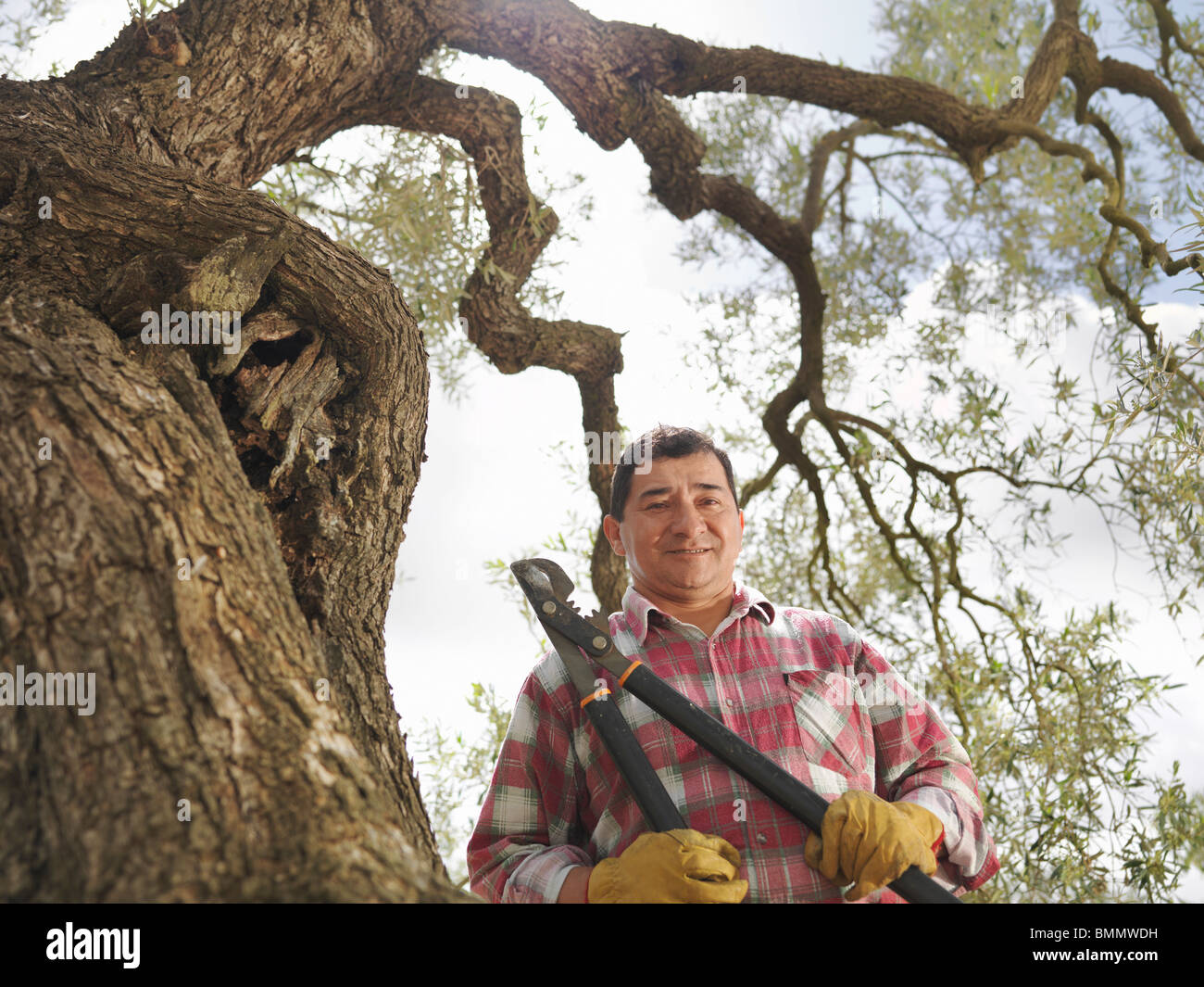 Man holding secateur next to olive tree Stock Photo