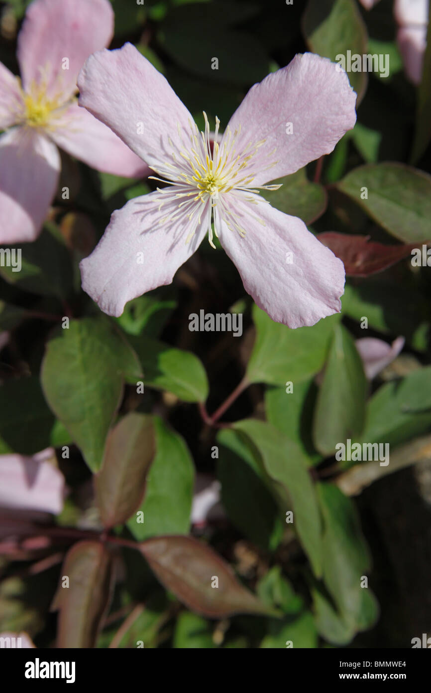 Clematis Pink perfection close up of flower Stock Photo