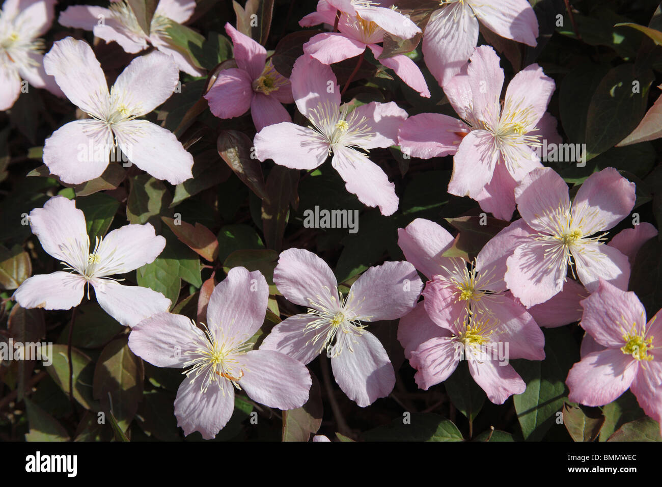 Clematis Pink perfection plant in flower Stock Photo