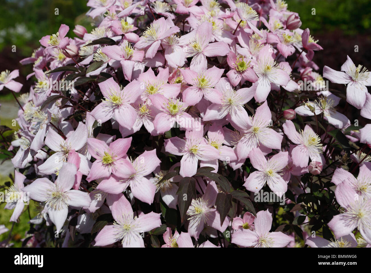 Clematis montana pink perfection close up of flowers Stock Photo
