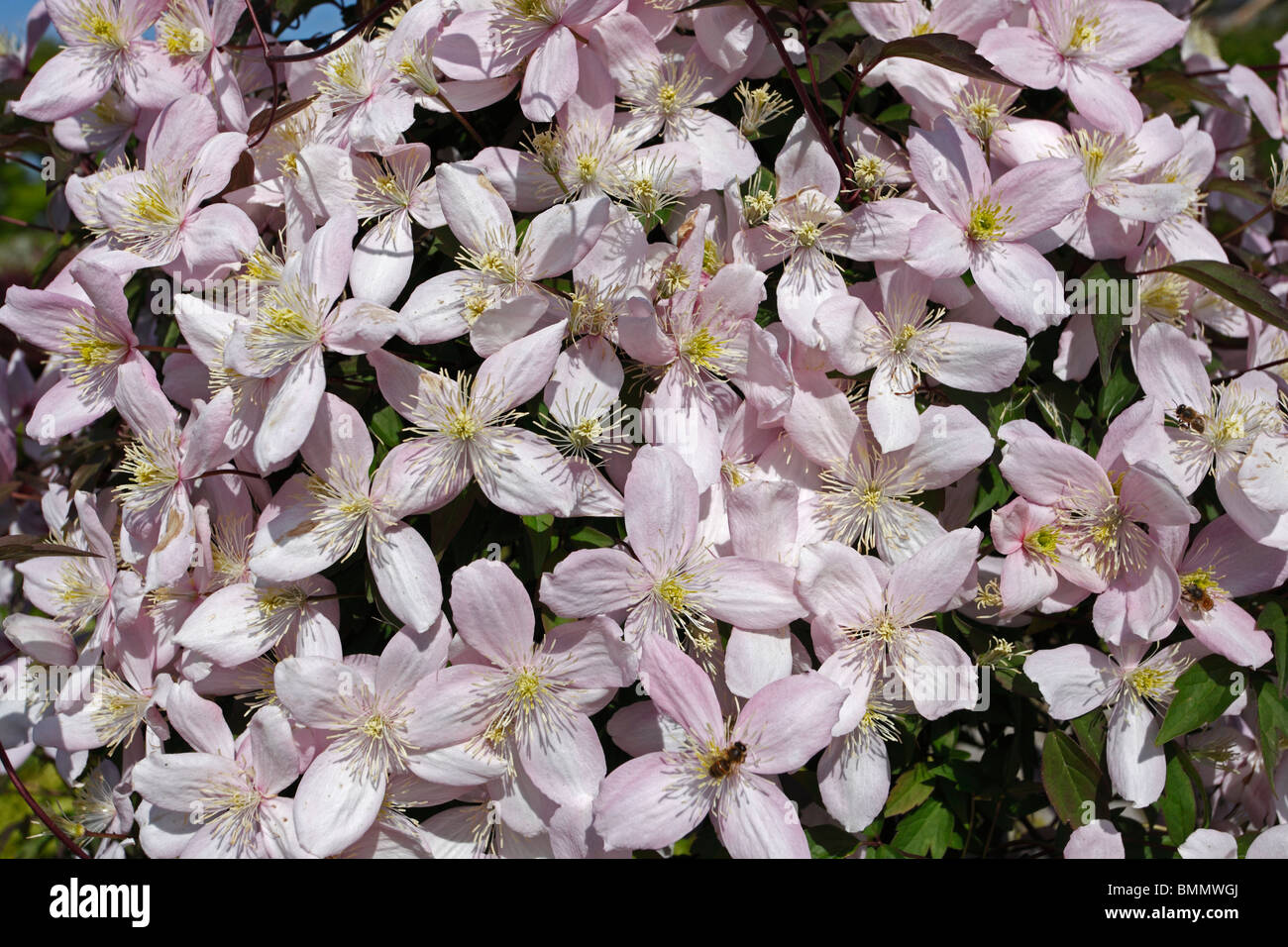 Clematis montana elizabeth close up of flowers Stock Photo Alamy