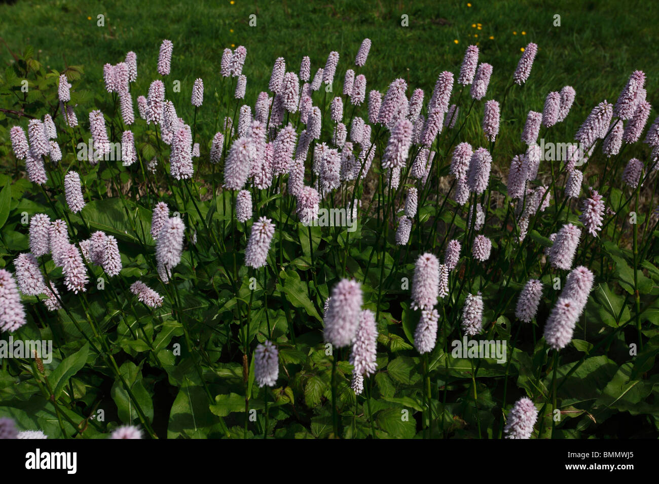 Bisort (Persicaria bisorta Superba) plants in flower Stock Photo