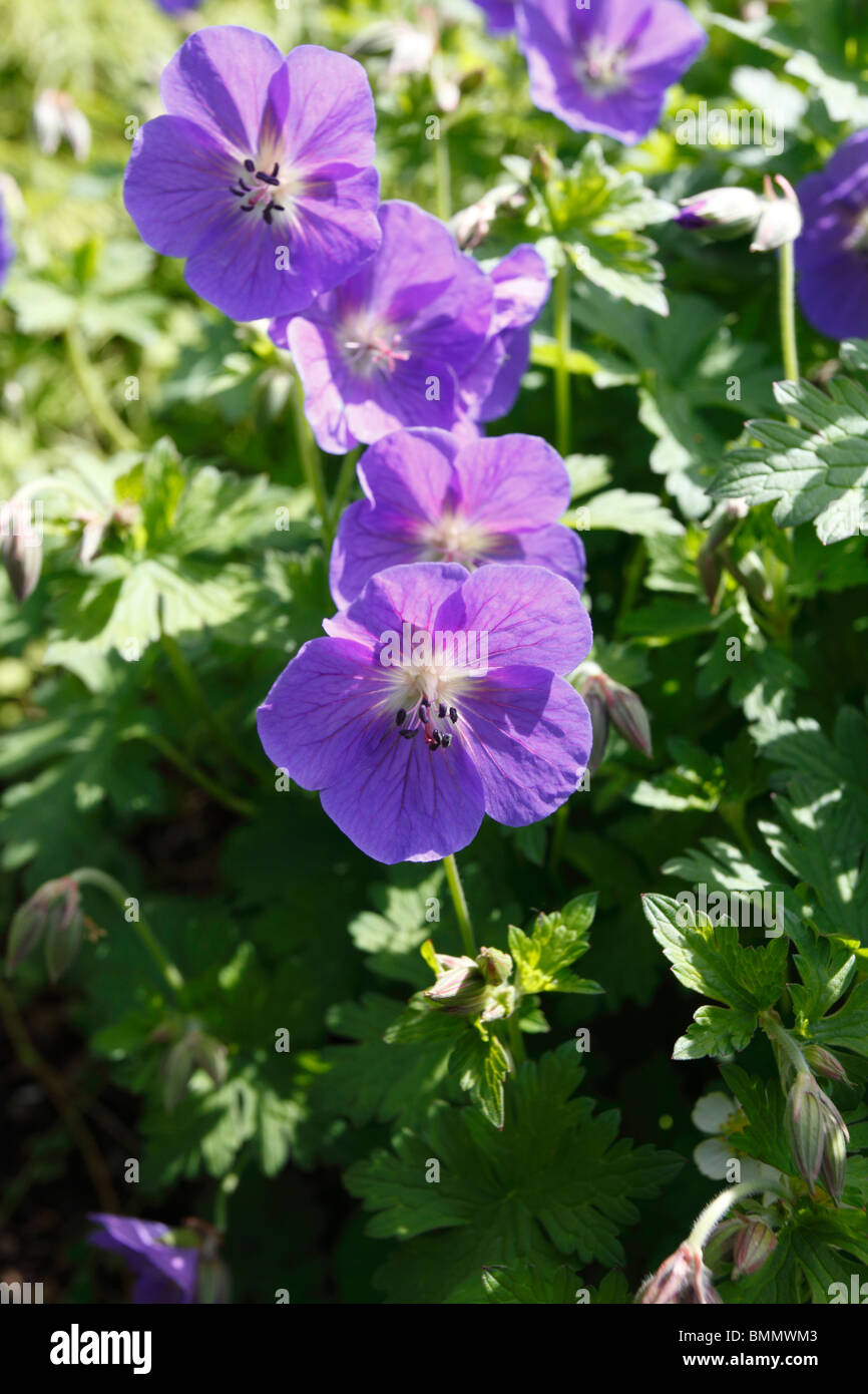 cranesbill (Geranium erianthum) plant in flower Stock Photo - Alamy