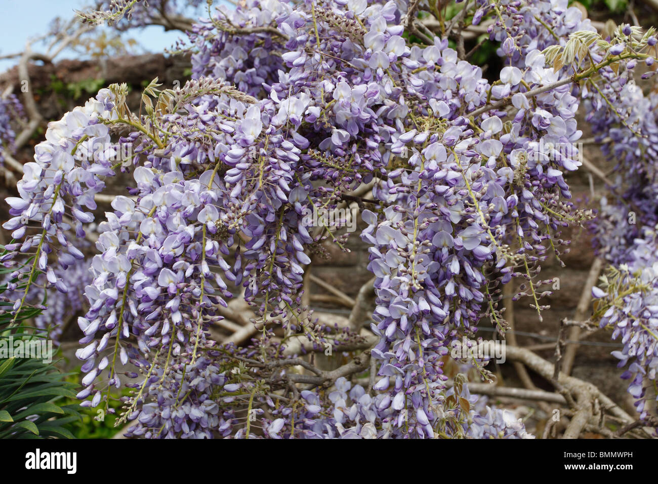 Wisteria sinensis close up of flowers Stock Photo