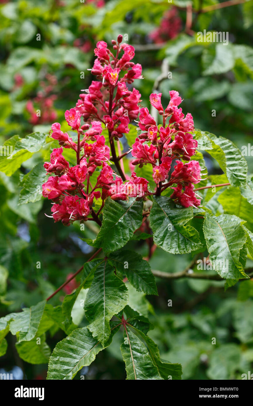 Red horse chestnut (A x Carnea) close up of flowers Stock Photo