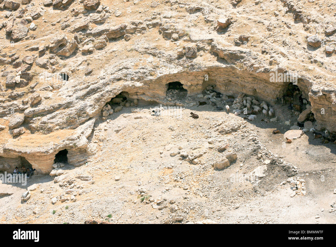 Israel, West Bank, Judaea Desert, A group of shepherds and their sheep rest in the shade of the caves at the Judea desert. Stock Photo