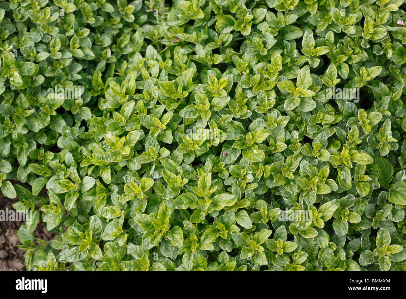 Oregano (Oreganum amanum) close up of plant Stock Photo