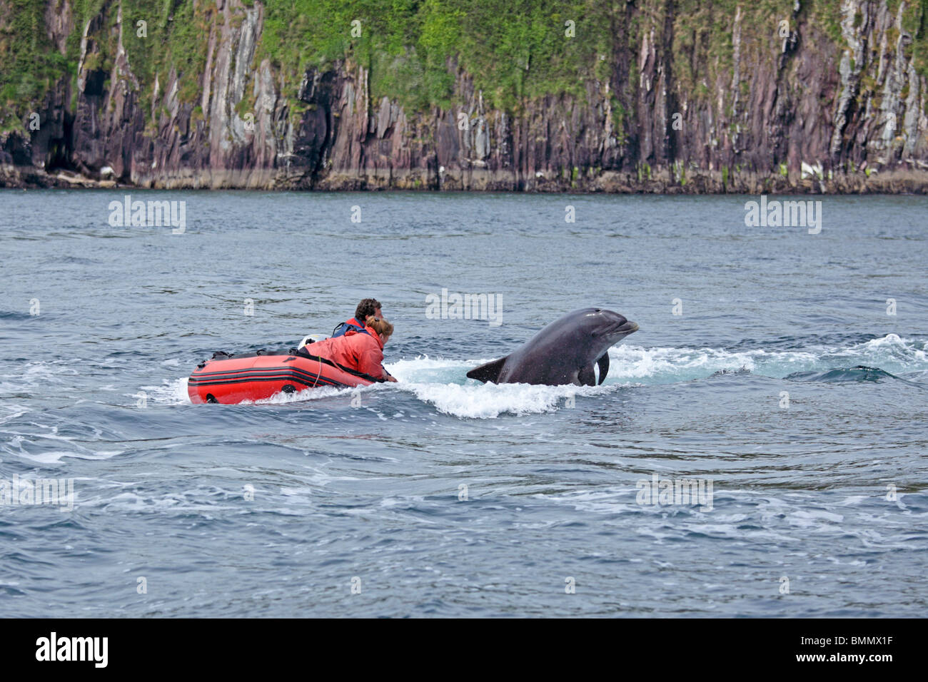 dolphin trip in Dingle Bay, Dingle Peninsula, Co. Kerry, Republic of Ireland Stock Photo