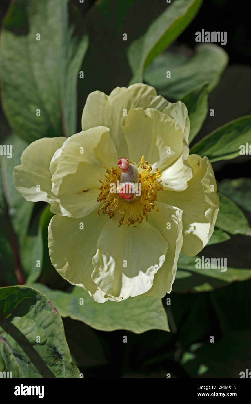 Peony (Paeonia white wings) close up of flowers Stock Photo - Alamy
