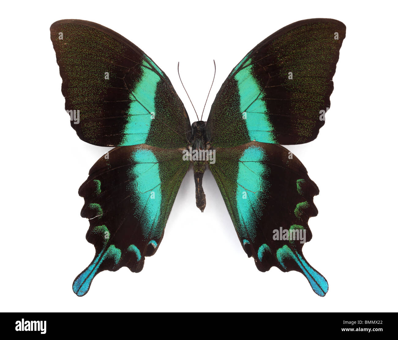 Closeup of beautiful butterfly on white background Stock Photo