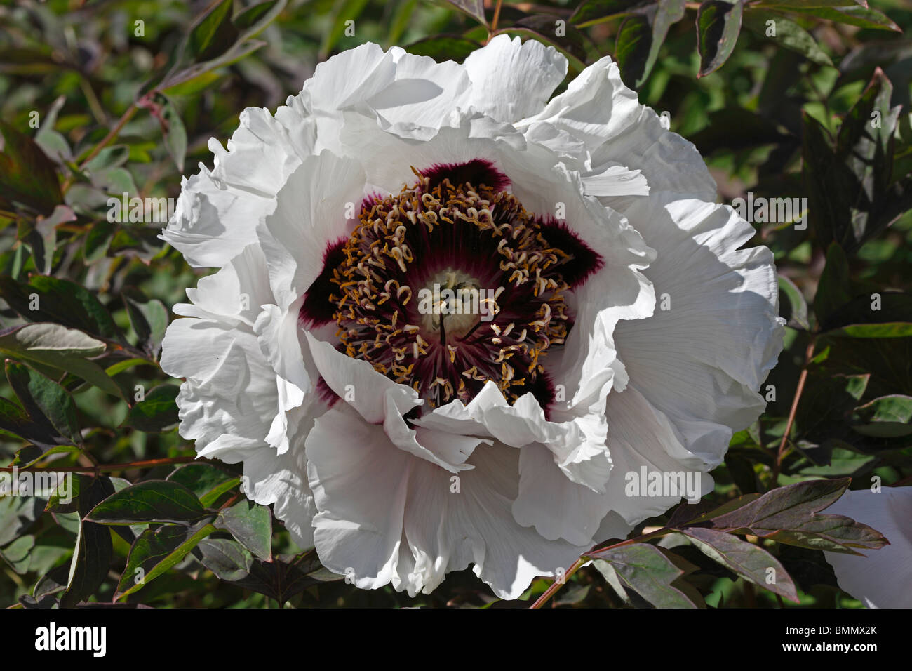 Peony (Paeonia suffruticosa subsp. rockii) close up of flowers Stock Photo