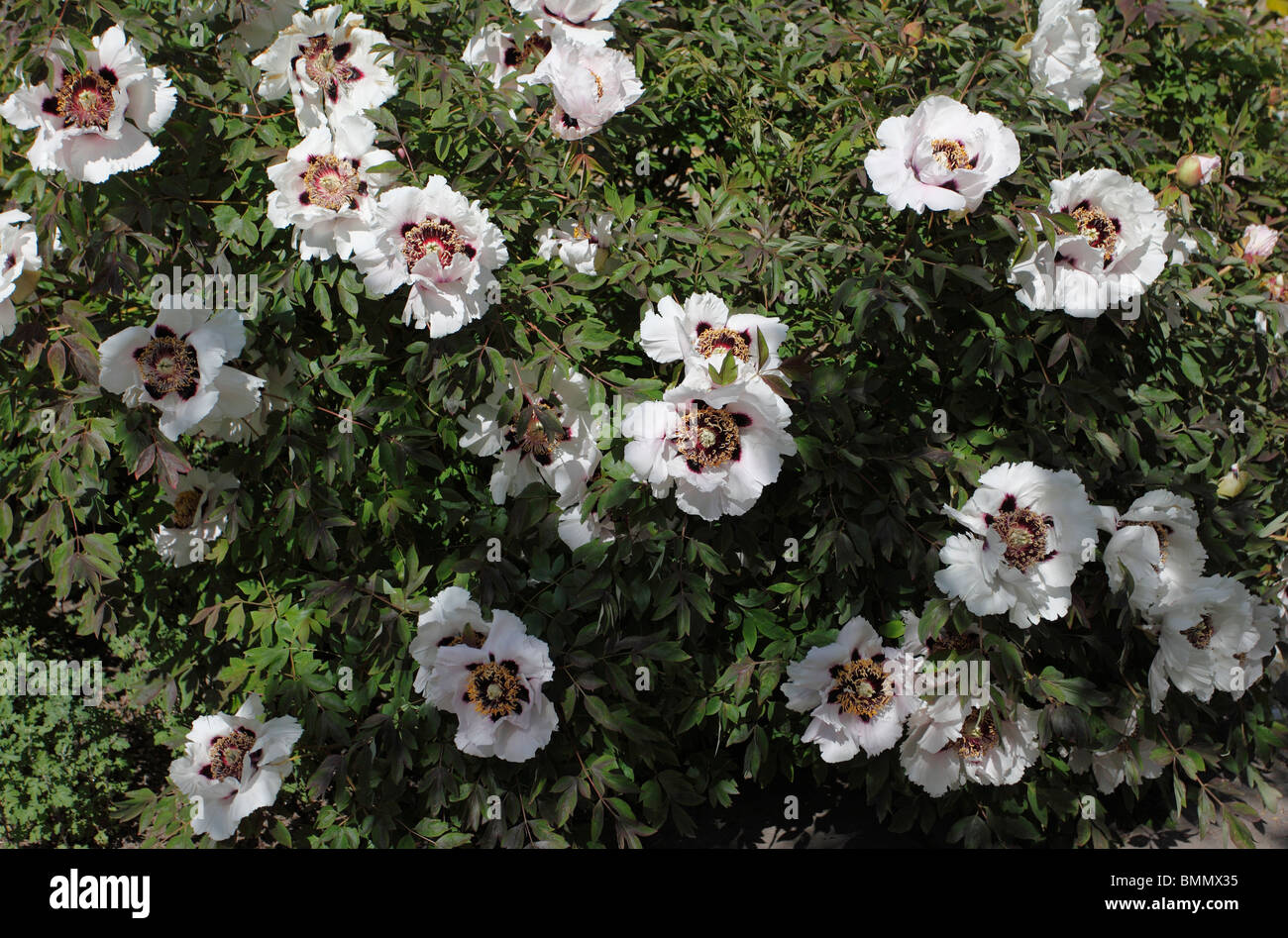 Peony (Paeonia suffruticosa subsp. rockii) plant in flower Stock Photo