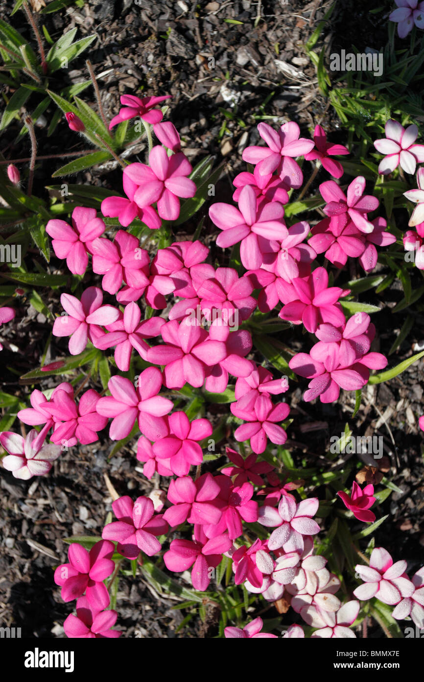 Rhodohypoxis shell pink close up of flowers Stock Photo