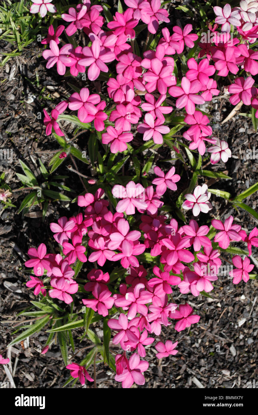 Rhodohypoxis shell pink close up of flowers Stock Photo
