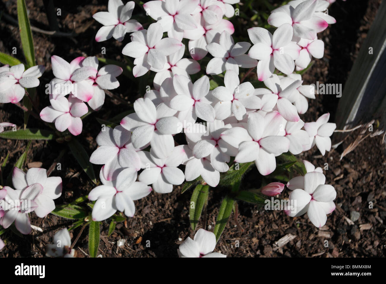 Rhodohypoxis picta close up of flowers Stock Photo