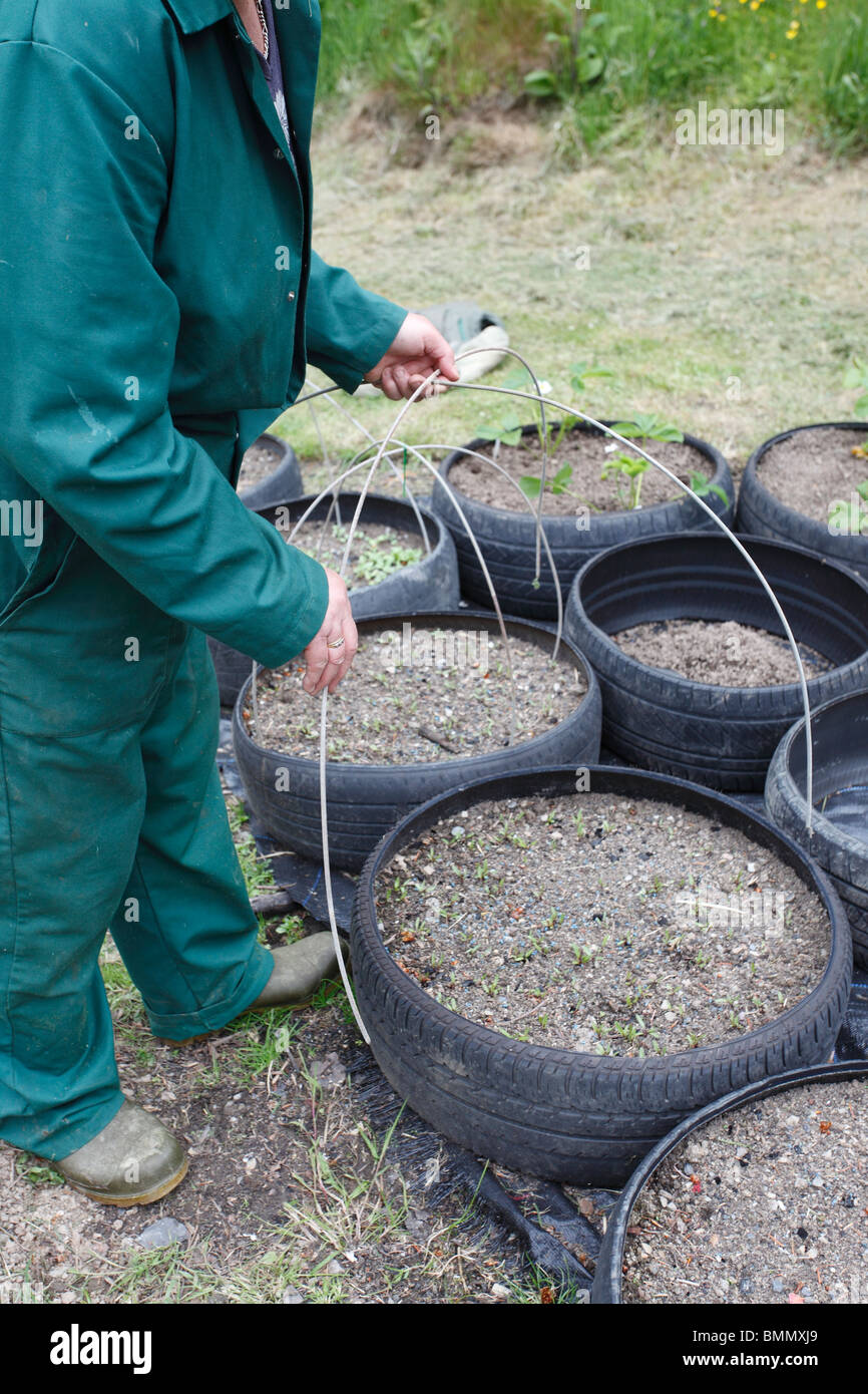 tyre garden support frame made from 2 five foot lengths of 5mm dia wire Stock Photo