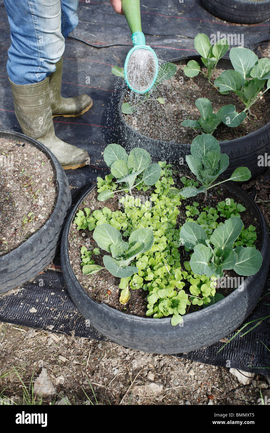 watering vegetables using a watering can Stock Photo