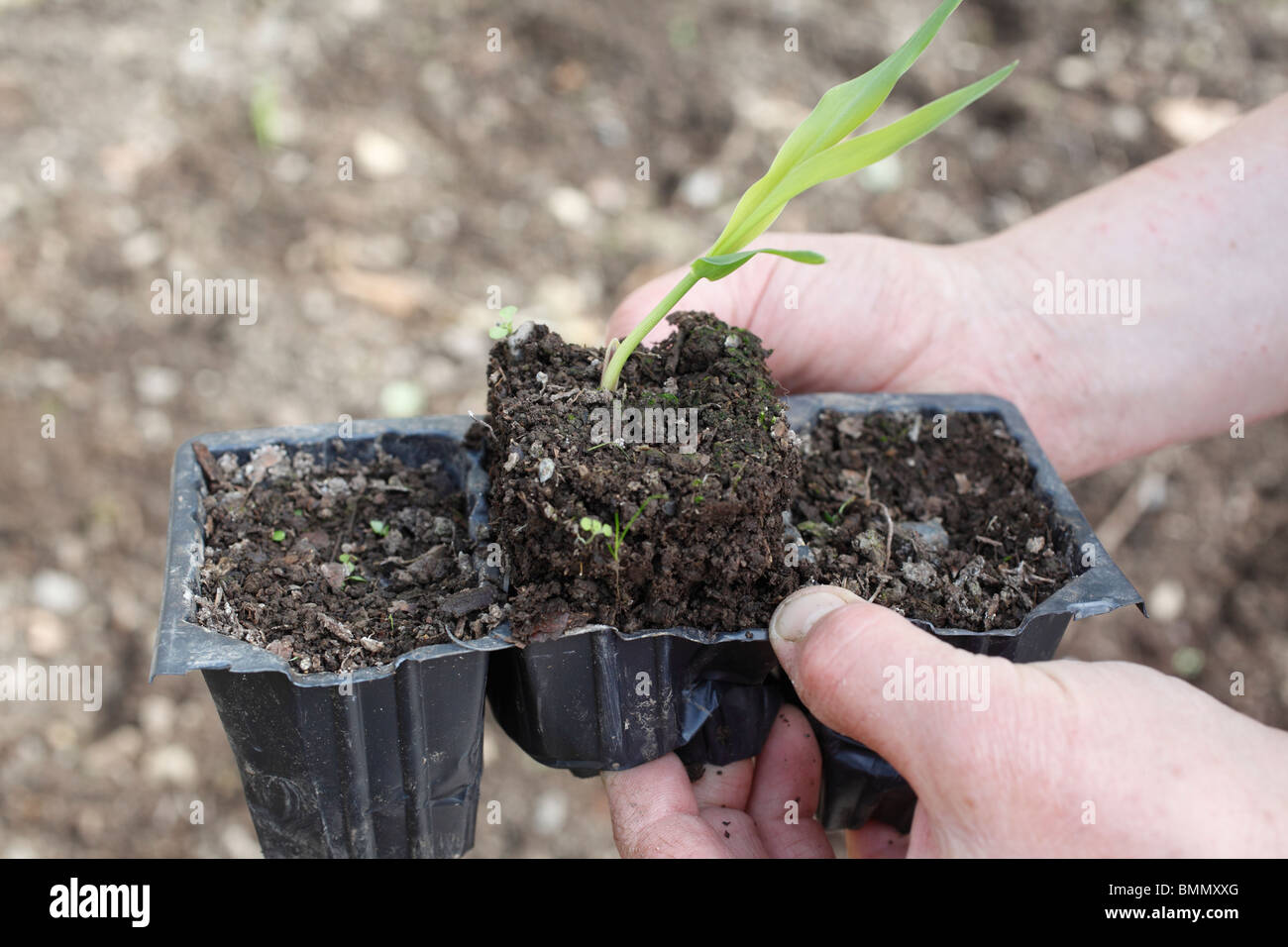 transplanting sweetcorn -removing seedling from seed tray Stock Photo