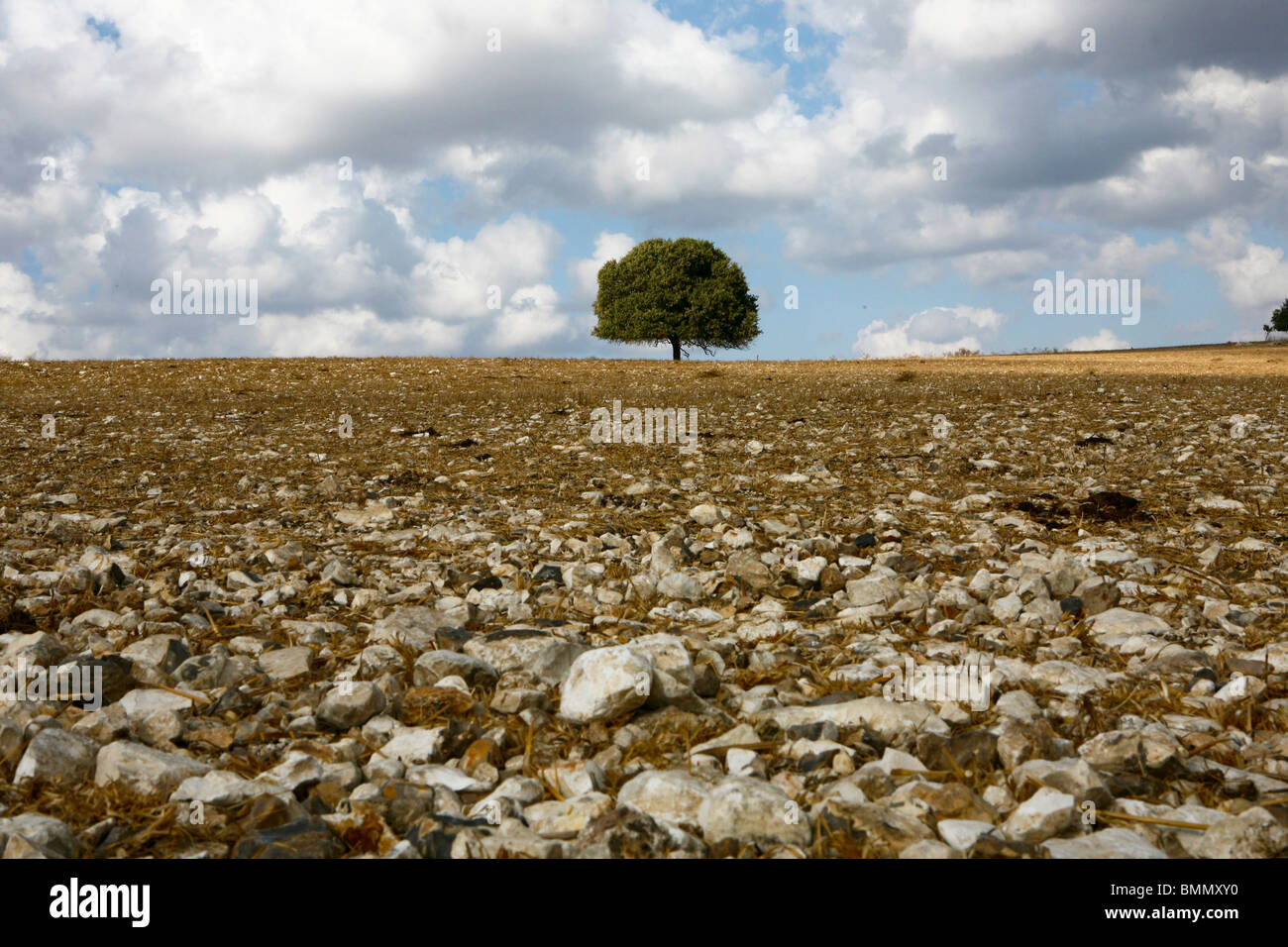 Israel, Golan Heights lone tree Stock Photo