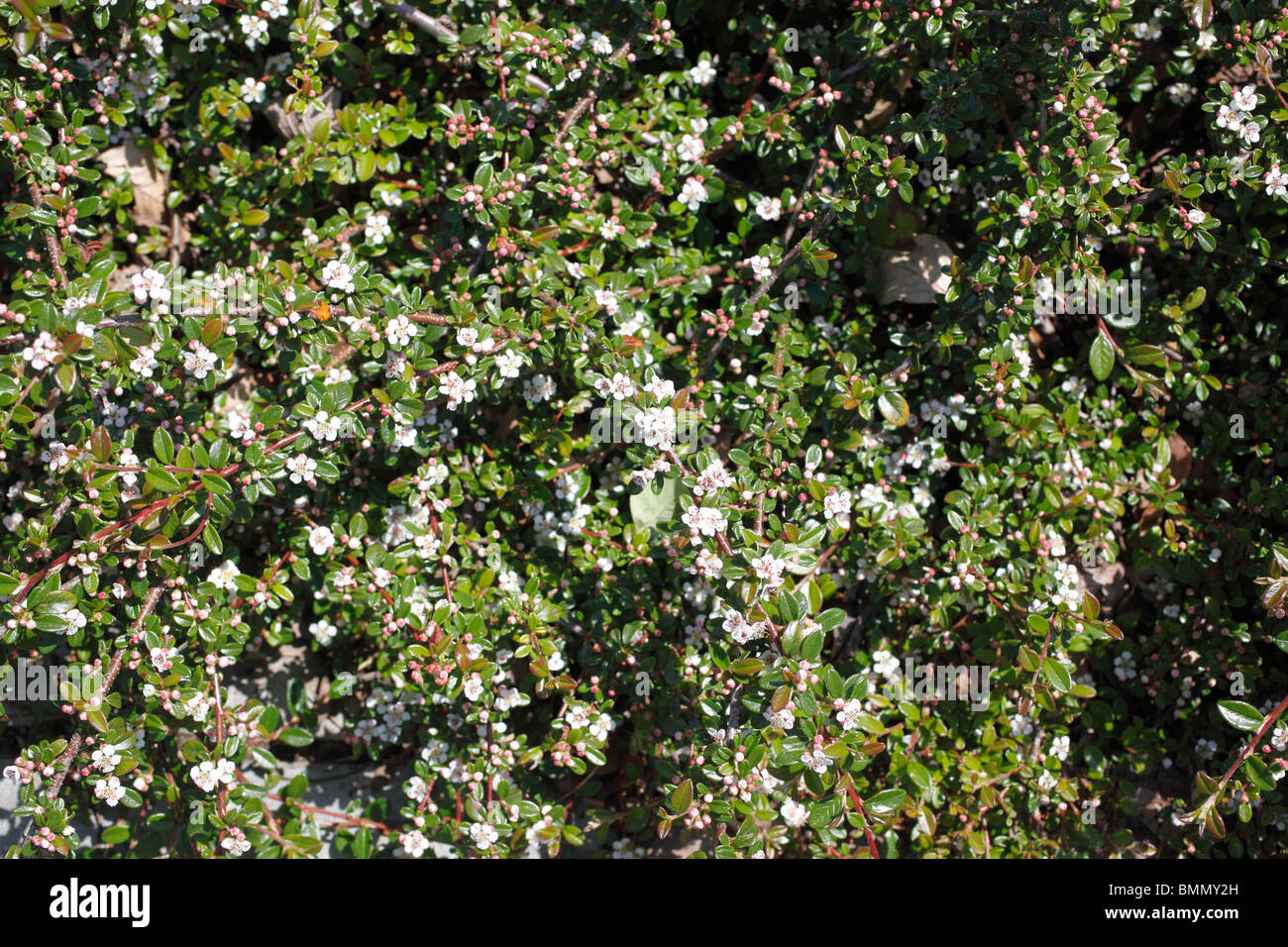 cotoneaster x sueclcus Coral Beauty shrub in flower Stock Photo