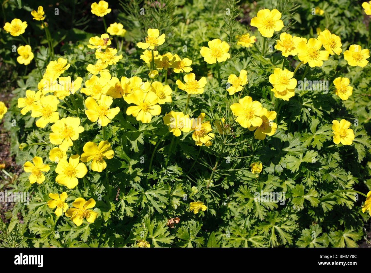 Trollius acaulis plants in flower Stock Photo