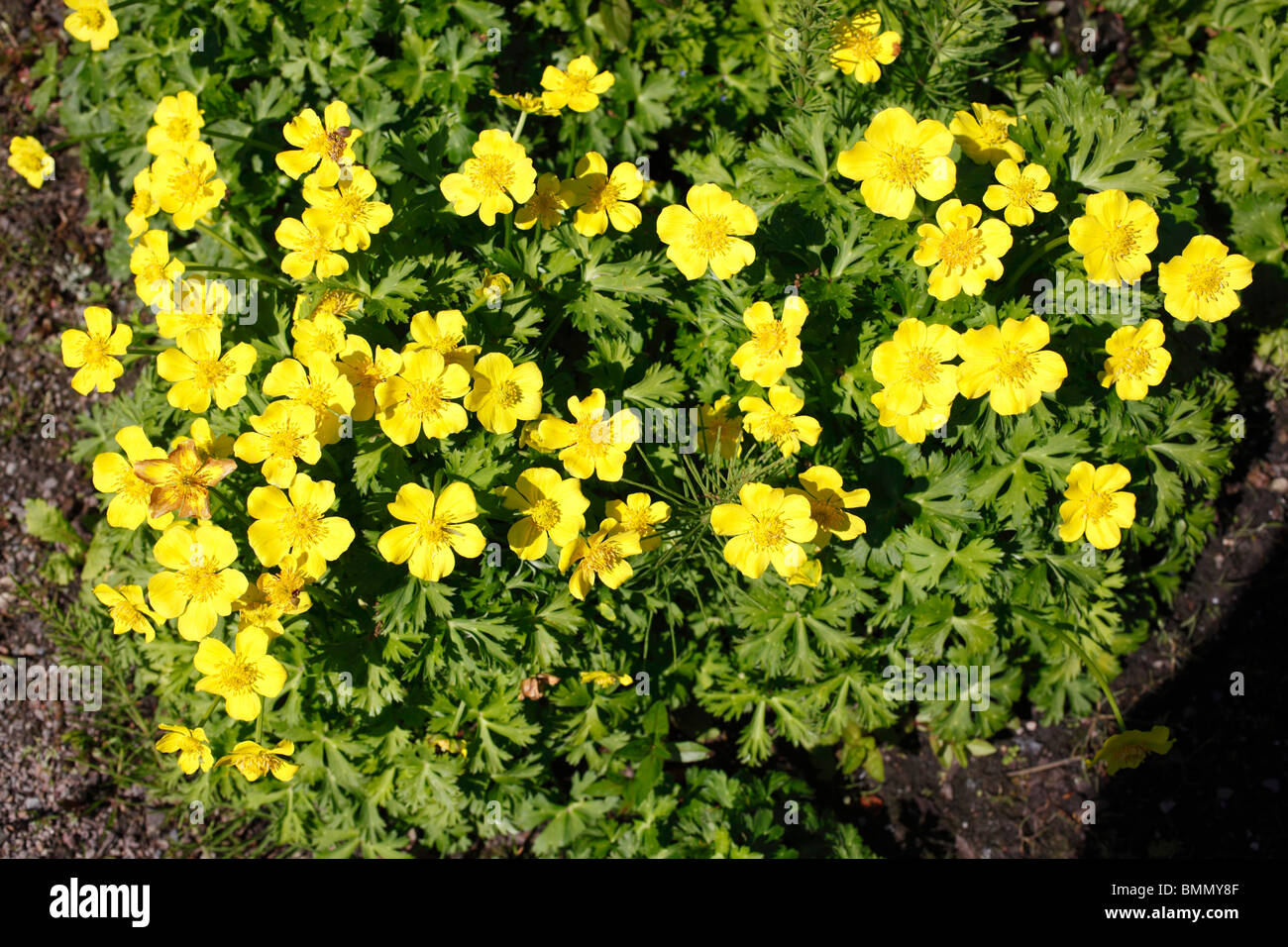 Trollius acaulis plants in flower Stock Photo